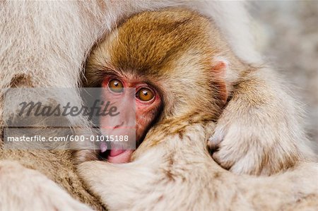 Portrait of Mother and Baby Japanese Macaques