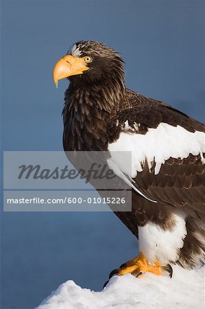 Steller's Sea Eagle, Shiretoko Peninsula, Hokkaido, Japan