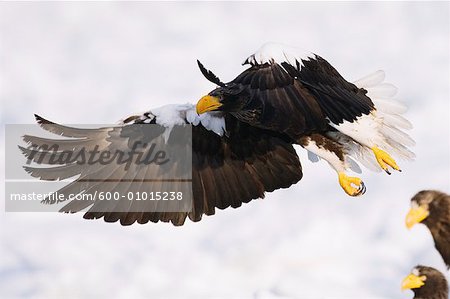 Aigle de mer de Steller, péninsule de Shiretoko, Hokkaido, Japon