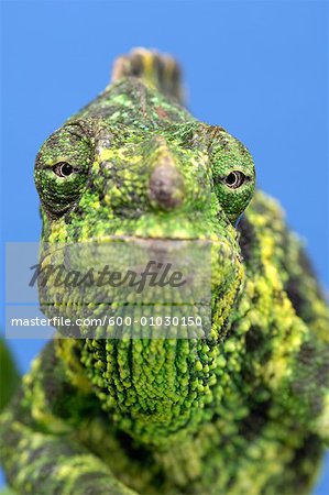 Meller's Chameleon