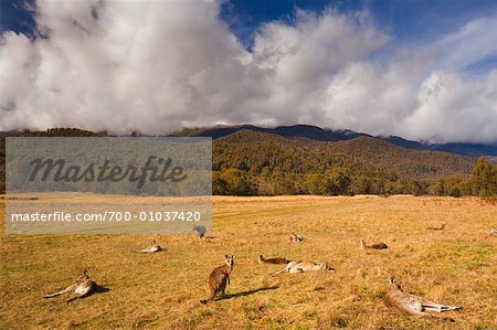 Kangourous gris est au repos dans un champ, Parc National de Kosciuszko, NSW, Australie