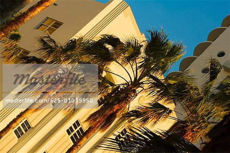 Vue d'angle faible de palmiers en face d'un bâtiment, Miami, Floride, USA