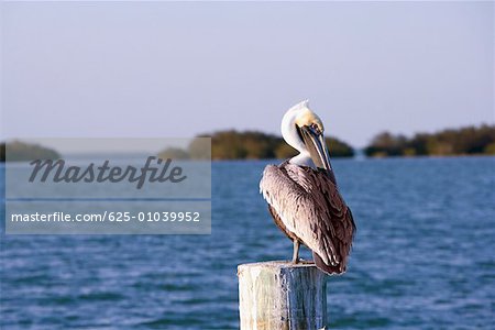 Close-up of a Brown Pelican perching on a wooden post