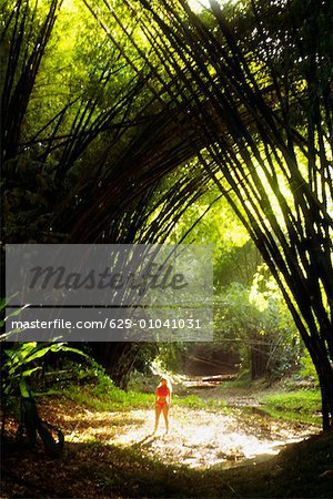 Vue de la rainure de bambou dense, Tobago, Caraïbes