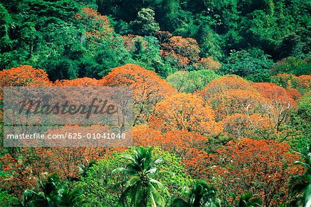 Spectaculaire vue sur arbres immortelle dans la luxuriante forêt tropicale de Tobago, Caraïbes