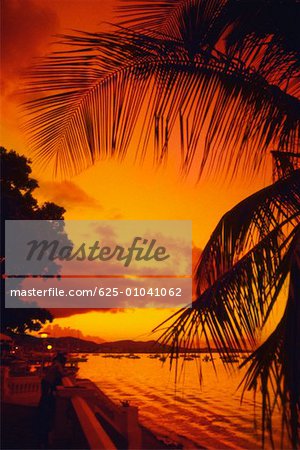 Silhouette de palmiers le long de la mer au coucher du soleil, St. Thomas, îles Vierges américaines