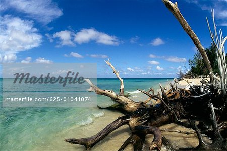 Tree trunks at a seashore, Buck Island, St. Croix, U.S. Virgin Islands