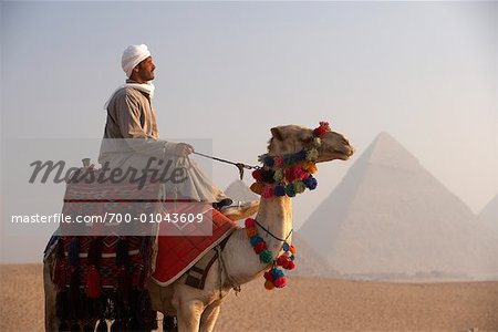 Pilote le chameau, pyramides de Gizeh, Giza, Égypte