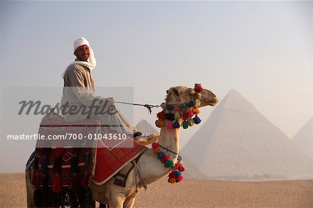 Pilote le chameau, pyramides de Gizeh, Giza, Égypte