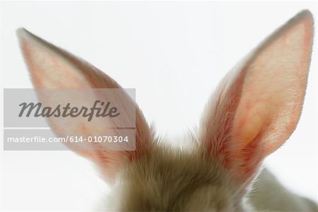 Gros plan des oreilles de lapin