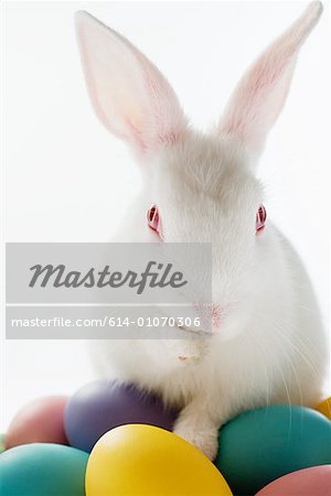 Rabbit on top of colourful eggs