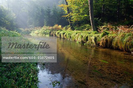 Stream through Forest, Elbe Sandstone Mountains, Saxon Switzerland, Saxony, Germany