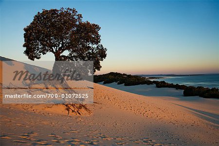 Arbre solitaire sur la plage, Moreton Island, Queensland, Australie