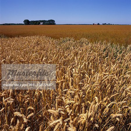 Übersicht über Flachs-Feld