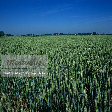 Green Wheat Field with Town on Horizon