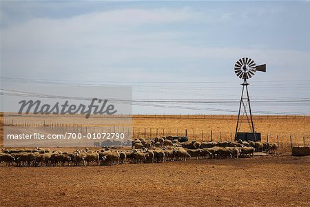 Windmühle und Schafe auf der Farm, Malmesbury, Südafrika