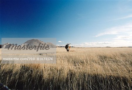 Longhorn Cow, South Dakota, USA