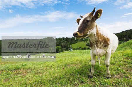 Vaches en Nouvelle Zélande, champ