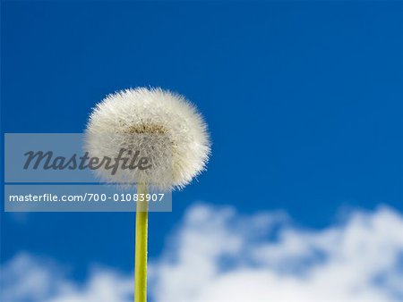 Dandelion