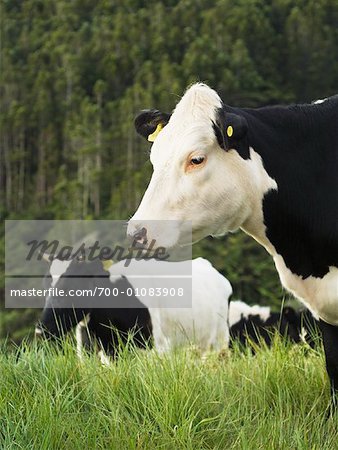 Kühe, Neuseeland