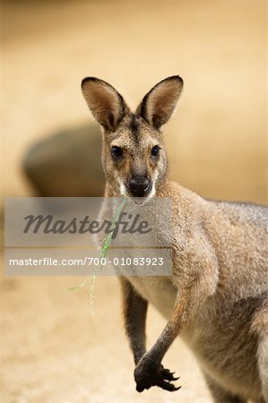 Porträt von Kangaroo
