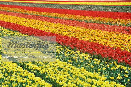 Fleurs dans un champ, Amsterdam, Pays-Bas