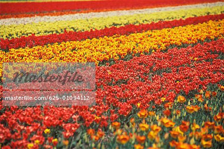 Blumen in einem Feld, Amsterdam, Niederlande