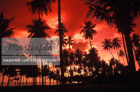 Silhouette of palm trees on the beach, Bali, Indonesia