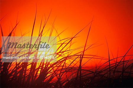 Silhouette de hautes herbes au crépuscule, Cape Cod, Massachusetts, USA