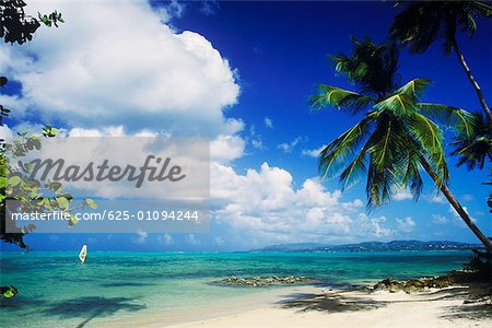 Palm trees on the beach, Caribbean