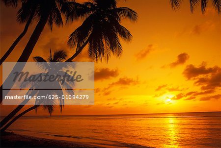 Silhouette de palmiers sur la plage, Caraïbes