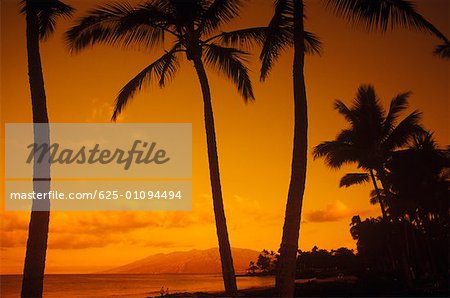 Low angle view of palm trees on the beach, Hawaii, USA