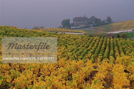 High angle view of crops in a field, Lausanne, Vaud, Switzerland