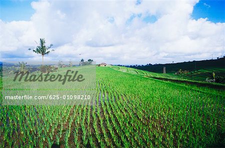Blick auf eine Reis Reisfeld, Bali, Indonesien