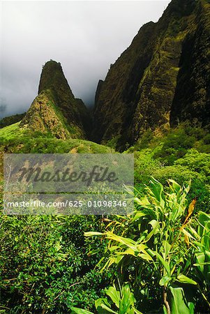 Feuillage luxuriant sur la colline, Hawaii, USA