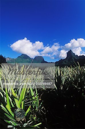 Ananas wachsen in einem Feld, Hawaii, USA