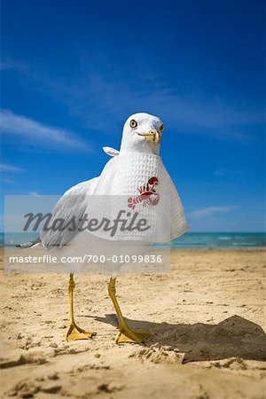 Seagull on Beach with Lobster Bib