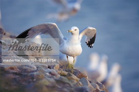 Ring Billed Gull