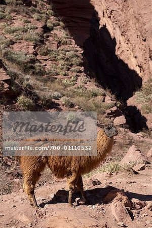 Portrait of Llama, Quebrada de las Conchas, Salta Province, Argentina