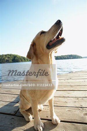 Hunde Sitting auf Dock, Three-Mile-See, Muskoka, Ontario, Kanada