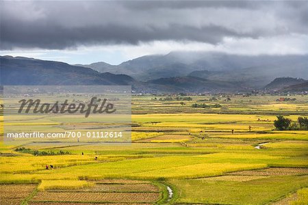 Rizières près de Behenjy, Madagascar