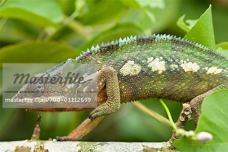 Chameleon sur branche, Maroantsetra, Madagascar
