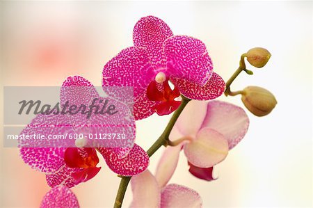 Phalaenopsis Orchidee