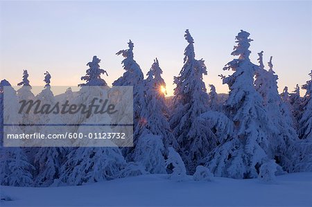 Schneebedeckte Bäume bei Sonnenaufgang, Schwarzwald, Baden-Württemberg, Deutschland