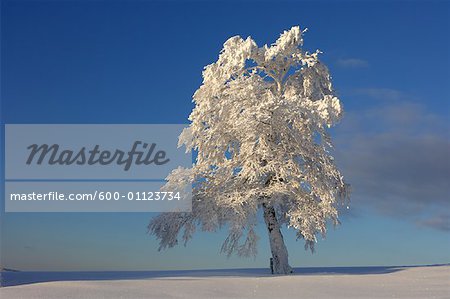 Snow Covered hêtre, arbre, forêt noire, Bade-Wurtemberg, Allemagne