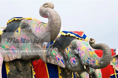 Porträt eines Reifen Mannes Reiten ein Elefant, Elephant Festival, Jaipur, Rajasthan, Indien