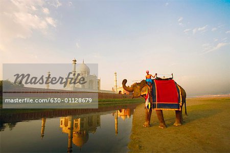 Jeune homme monté sur un éléphant sur la berge, Taj Mahal, Agra, Uttar Pradesh, Inde