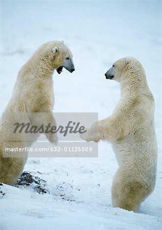 Two Polar Bears (Ursus maritimus) standing face to face on hind legs in snow, one growling