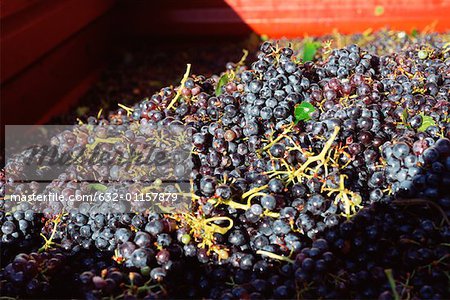 Harvested Syrah grapes