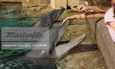Dolphins, SeaWorld San Diego, San Diego, California, USA